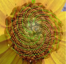 Fibonacci Flower